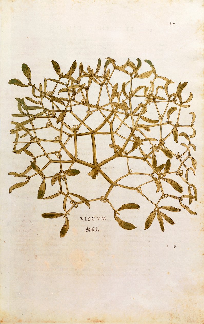 Fagyöngy (Viscum album) Leonhart Fuchs által a De historia stirpium commentarii insignes (Notable Commentaries on the History of Plants) című színes metszetből. alkotó: Leonhard Fuchs