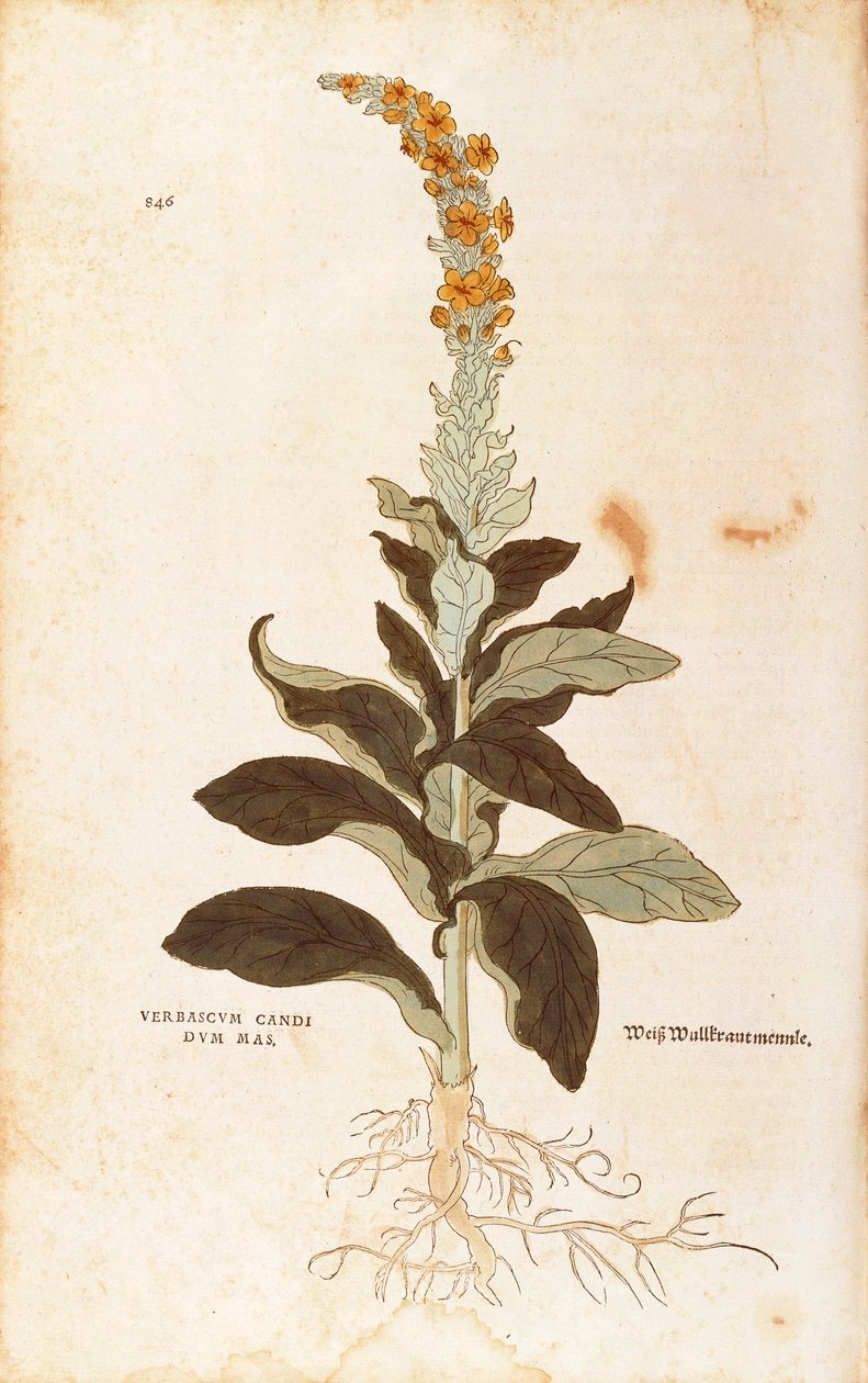 Mullein - Verbascum Thapsus (Verbasco fehér hím) Leonhart Fuchstól A rasszizmus története című filmből (Nevezetes megjegyzések a növények történetéhez), színes metszet alkotó: Leonhard Fuchs