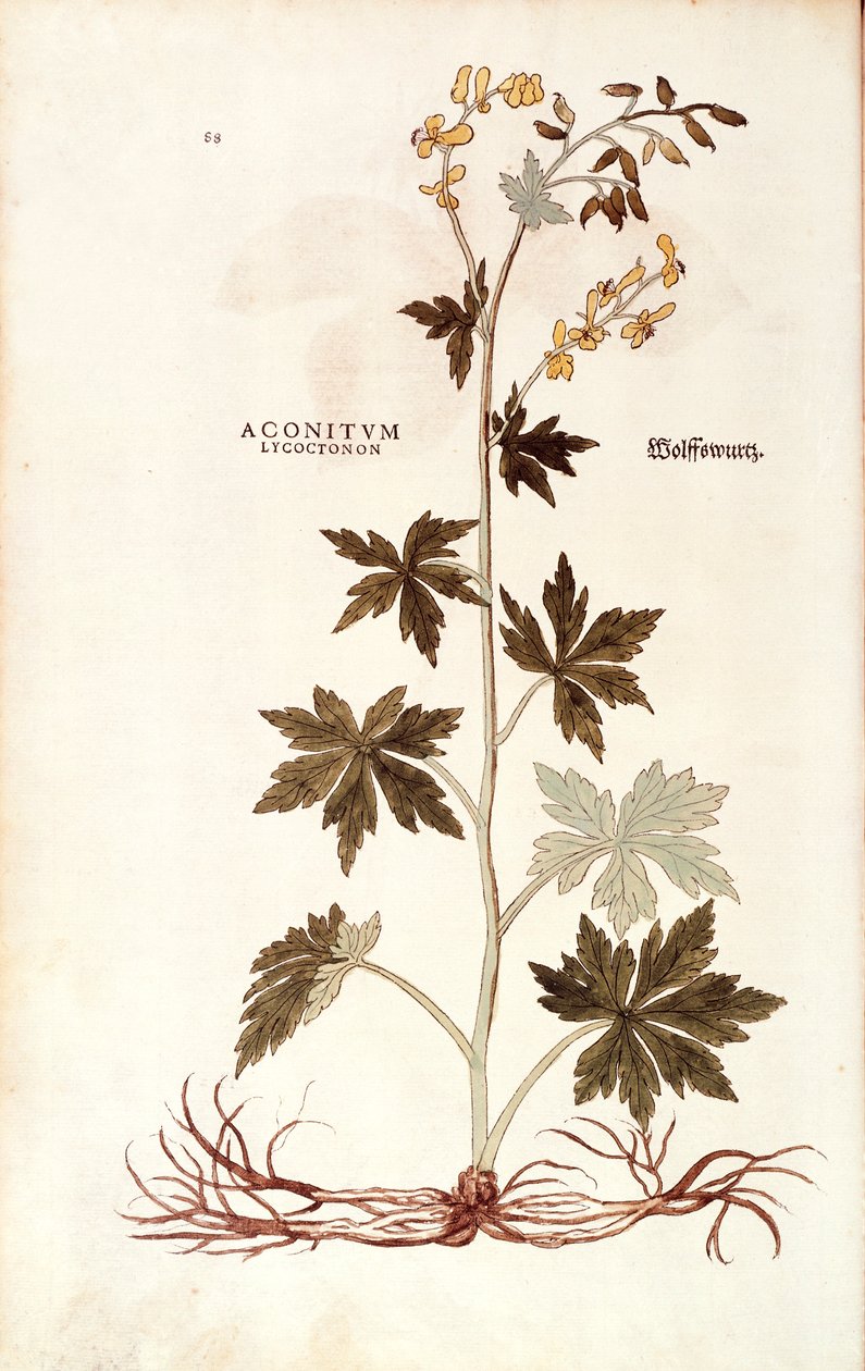 Leonhart Fuchs északi farkasbordája (Aconitum lycoctonum) a De historia stirpium commentarii insignes-ból (Nevezetes megjegyzések a növények történetéhez), színes metszet alkotó: Leonhard Fuchs