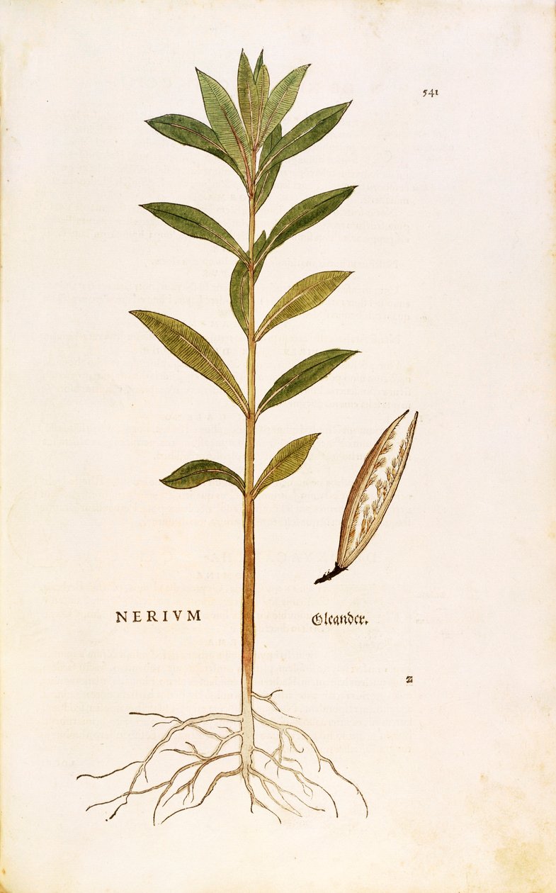 Oleander (Nerium oleander), Leonhart Fuchs a De historia stirpium commentarii insignes-ból (Nevezetes megjegyzések a növények történetéhez), színes metszet alkotó: Leonhard Fuchs