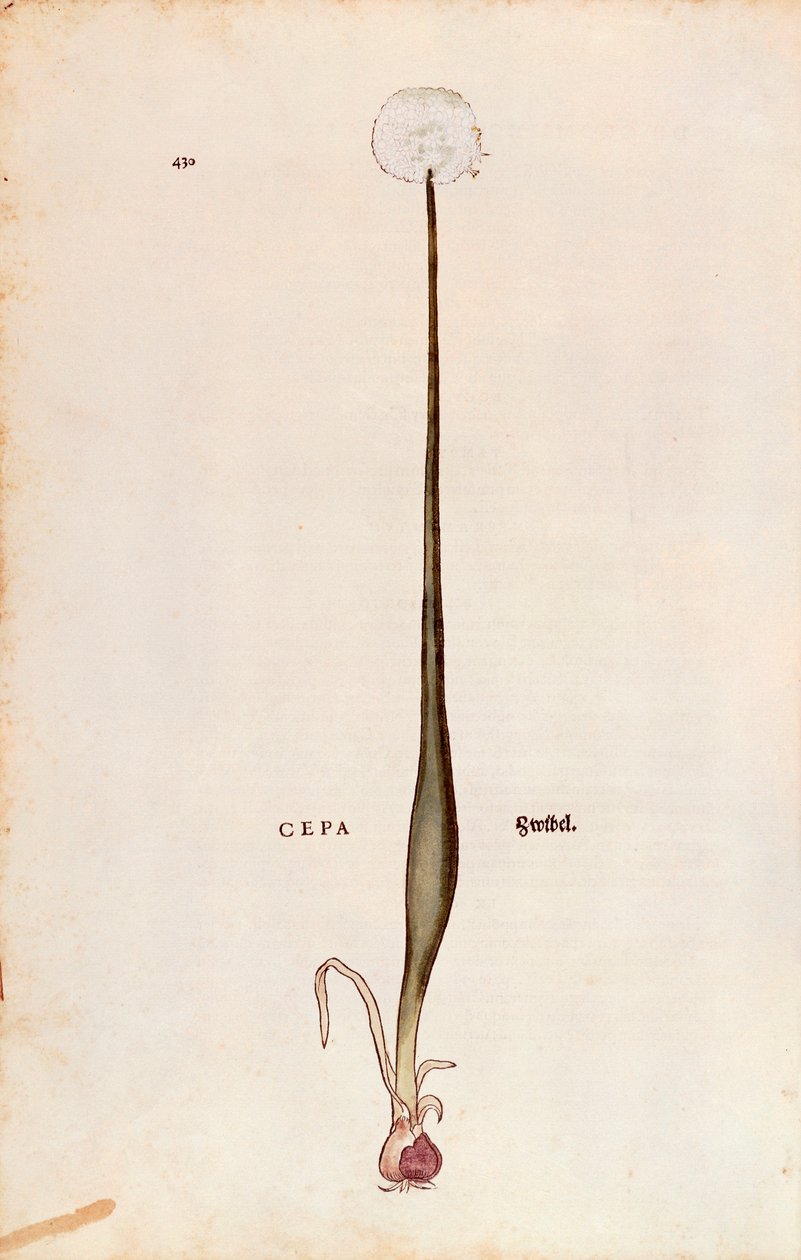 Hagyma (Allium cepa), Leonhart Fuchs a De historia stirpium commentarii insignes-ból (Nevezetes megjegyzések a növények történetéhez), színes metszet alkotó: Leonhard Fuchs