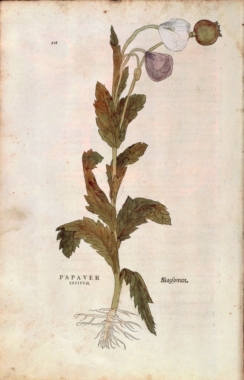 Ópiummák – Leonhart Fuchs Papaver somniferum (Papaver satiuum) a De historia stirpium commentarii insignes-ból (Nevezetes megjegyzések a növények történetéhez), színes metszet alkotó: Leonhard Fuchs