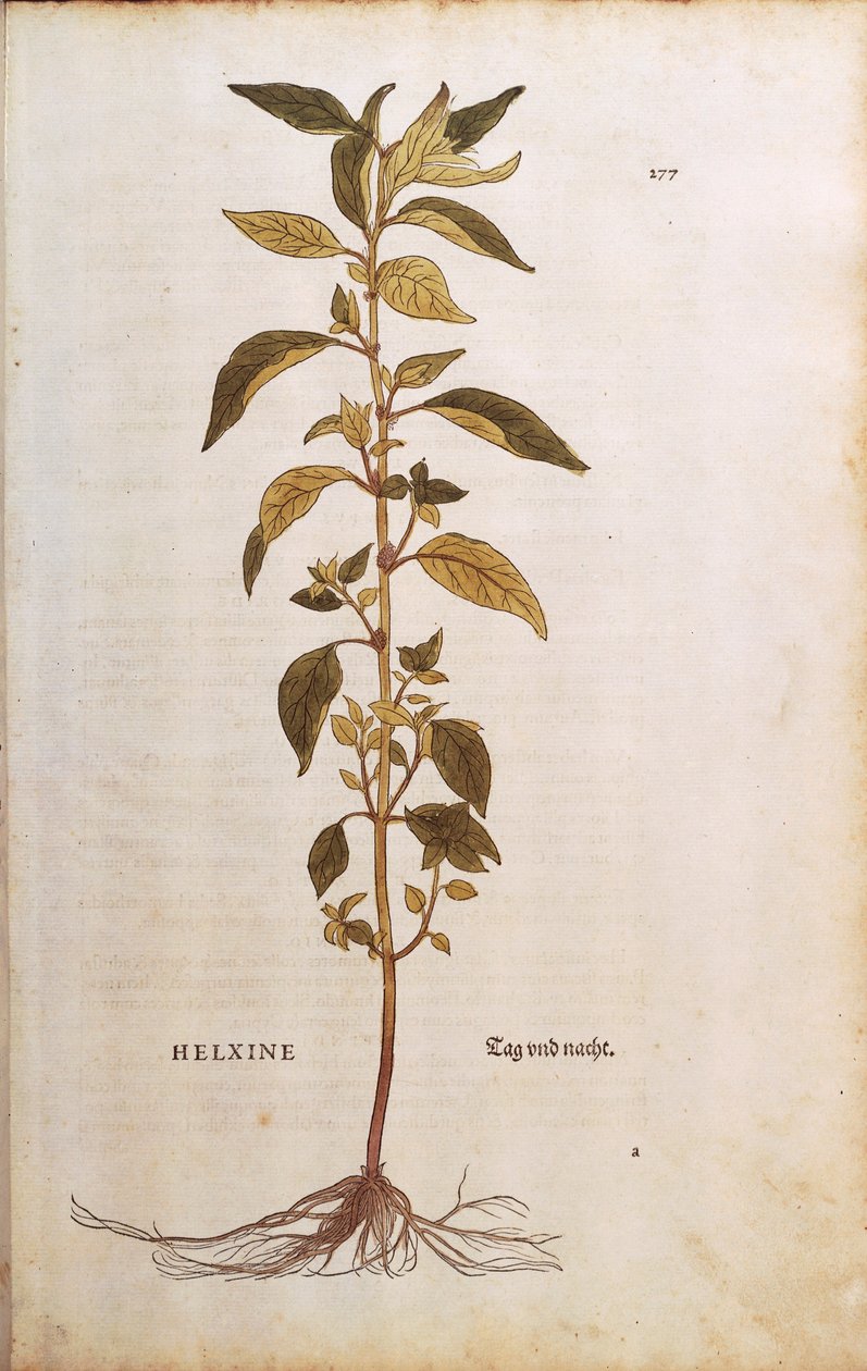 Falburkoló vagy lichwort – Leonhart Fuchs Parietaria officinalis (Helxine) a De historia stirpium commentarii insignes-ból (Nevezetes megjegyzések a növények történetéhez) színes metszet alkotó: Leonhard Fuchs