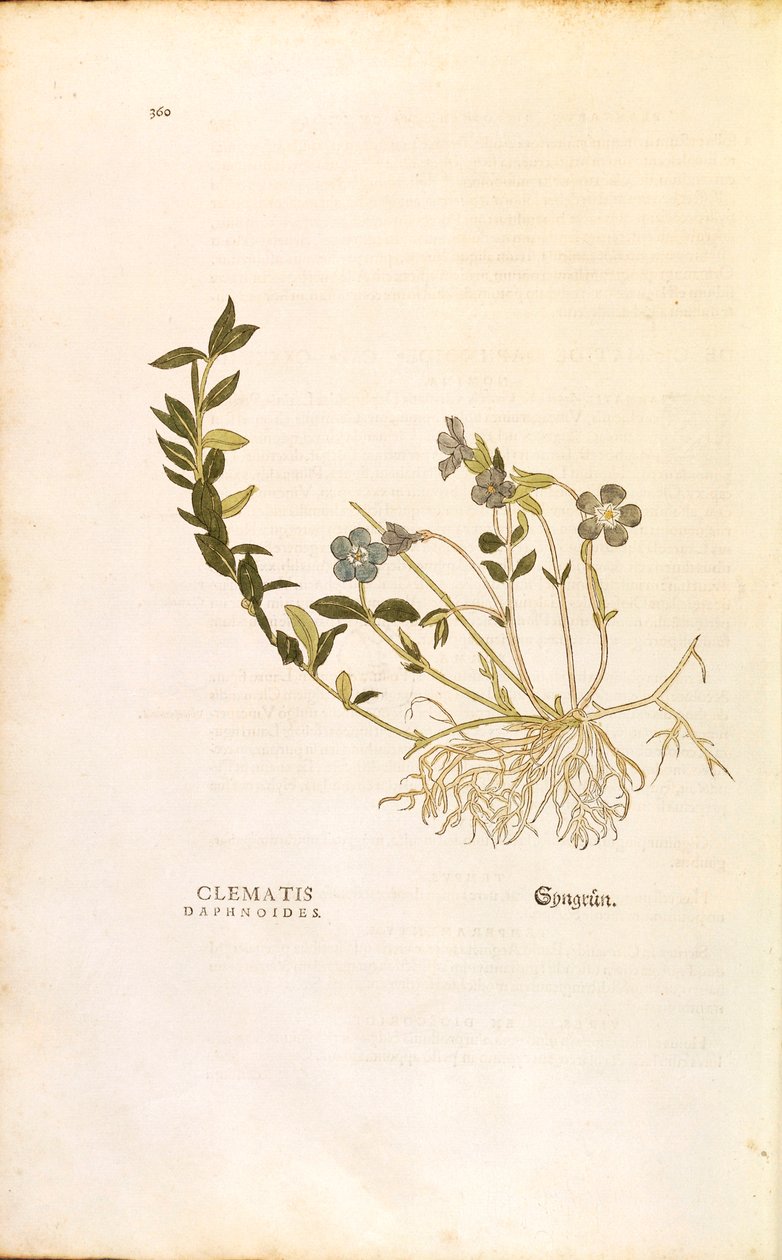 Szellő – Vinca minor (Clematis daphnoides) Leonhart Fuchstól a De historia stirpium commentarii insignes-ből (Nevezetes megjegyzések a növények történetéhez), színes metszet alkotó: Leonhard Fuchs