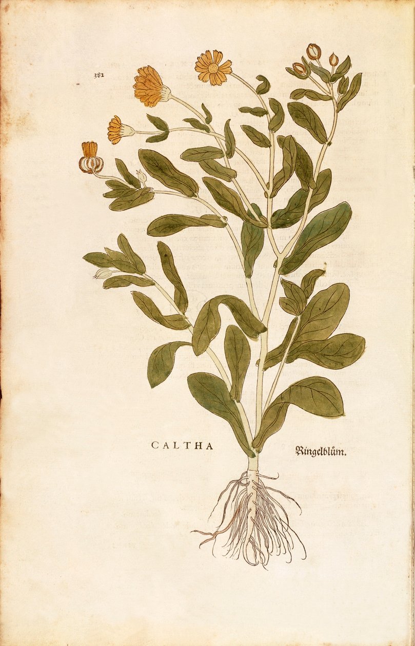 Cserepes körömvirág - Calendula officinalis (Caltha) Leonhart Fuchstól a De historia stirpium commentarii insignes (Nevezetes megjegyzések a növények történetéhez) színes metszet alkotó: Leonhard Fuchs