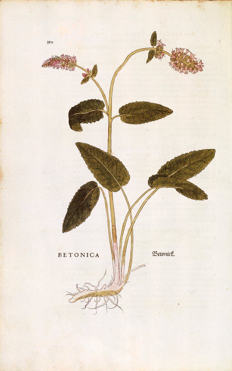 Lila betónia vagy püspöksörce – Stachys officinalis (Betonica) Leonhart Fuchstól a De historia stirpium commentarii insignes (Nevezetes megjegyzések a növények történetéhez) színes metszet alkotó: Leonhard Fuchs