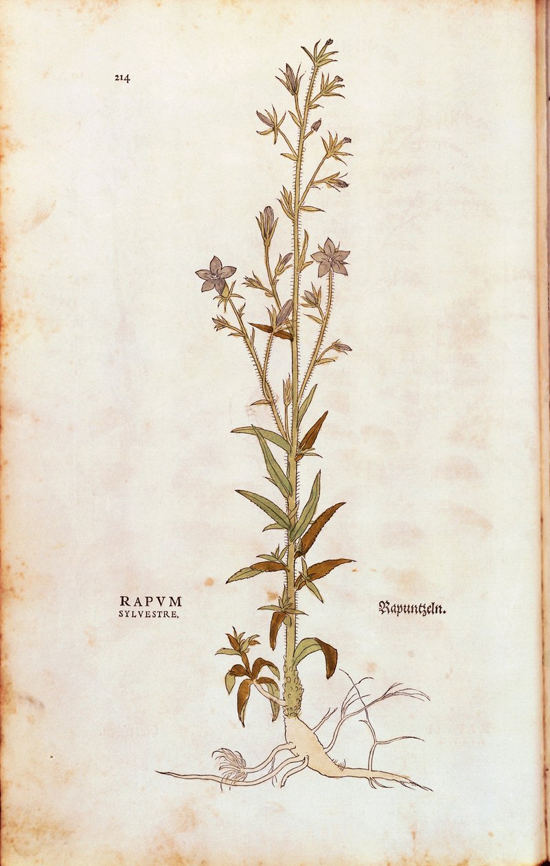 Rampion harangvirág - Campanula rapunculus (Rapum sylvestre), Leonhart Fuchs, a De historia stirpium commentarii insignes (Nevezetes megjegyzések a növények történetéhez) színes metszet alkotó: Leonhard Fuchs