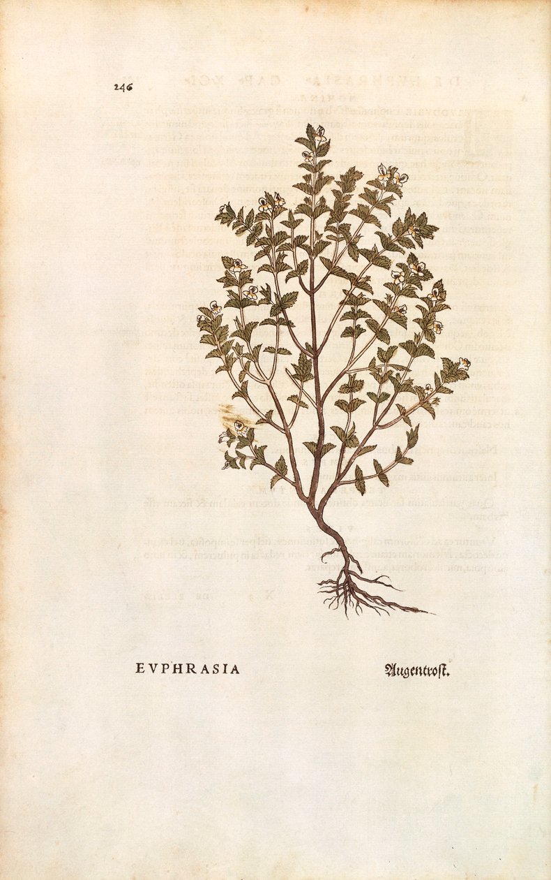 Vörös szemfény (Euphrasia officinalis) Leonhart Fuchs által a De historia stirpium commentarii insignes (Notable Commentaries on the History of Plants) című színes metszetből. alkotó: Leonhard Fuchs