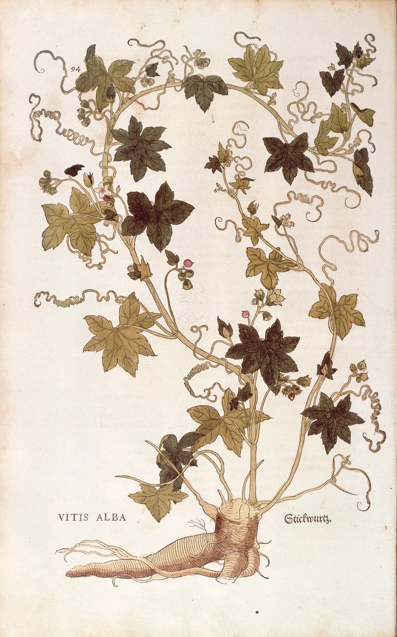 Vörös bryony - Bryonia dioica (Vitis alba) Leonhart Fuchstól, a De historia stirpium commentarii insignes-ból (Nevezetes megjegyzések a növények történetéhez), színes metszet alkotó: Leonhard Fuchs