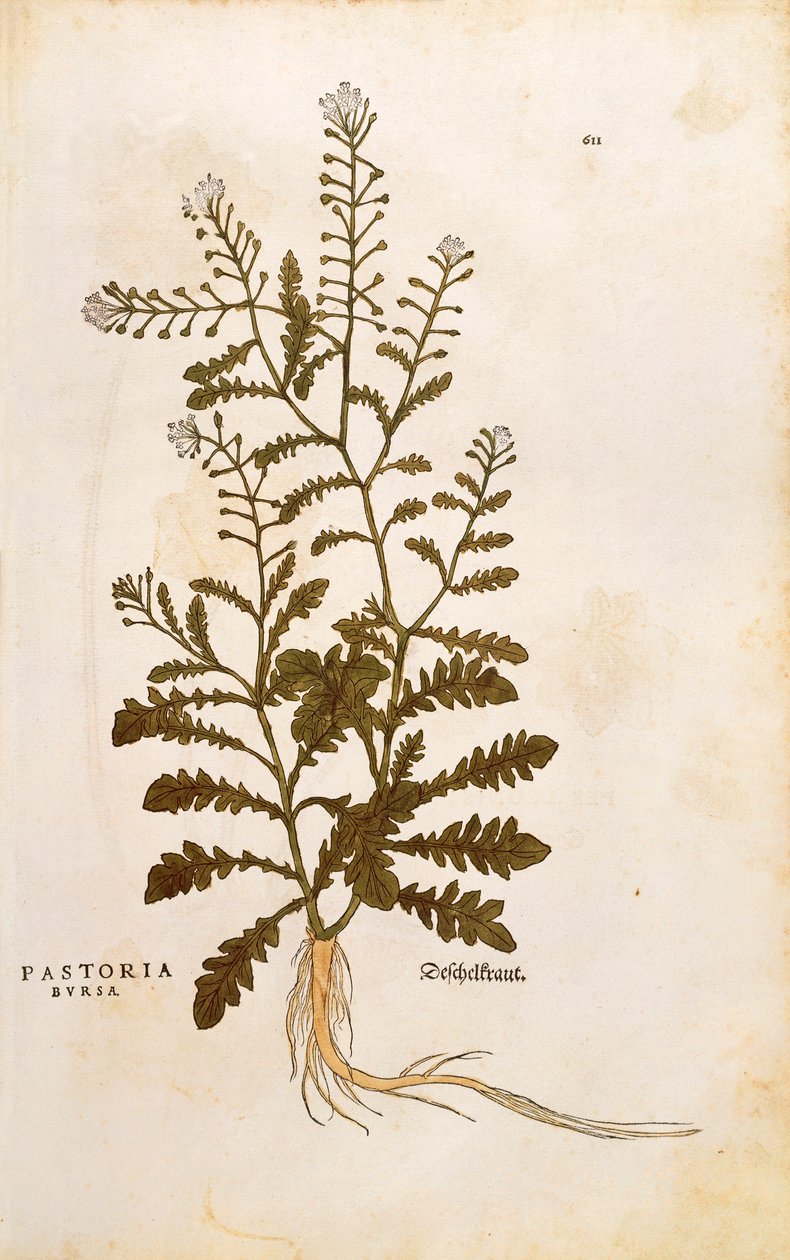 Pásztortáska – Leonhart Fuchs Capsella bursa-pastoris (Pastoria bursa) a De historia stirpium commentarii insignes-ból (Nevezetes megjegyzések a növények történetéhez) színes metszet alkotó: Leonhard Fuchs