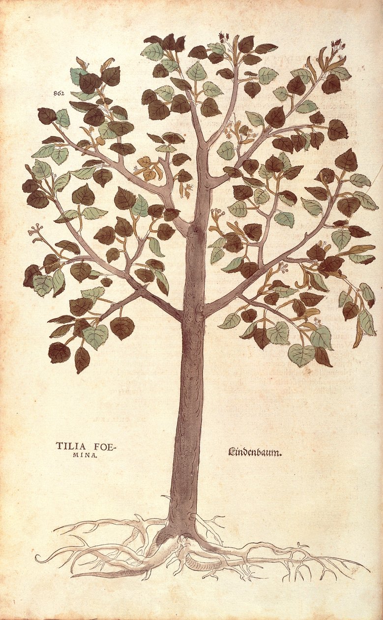 Kislevelű hárs - Tilia cordata (Tilia foemina) Leonhart Fuchstól a De historia stirpium commentarii insignes (Nevezetes megjegyzések a növények történetéhez) színes metszet alkotó: Leonhard Fuchs