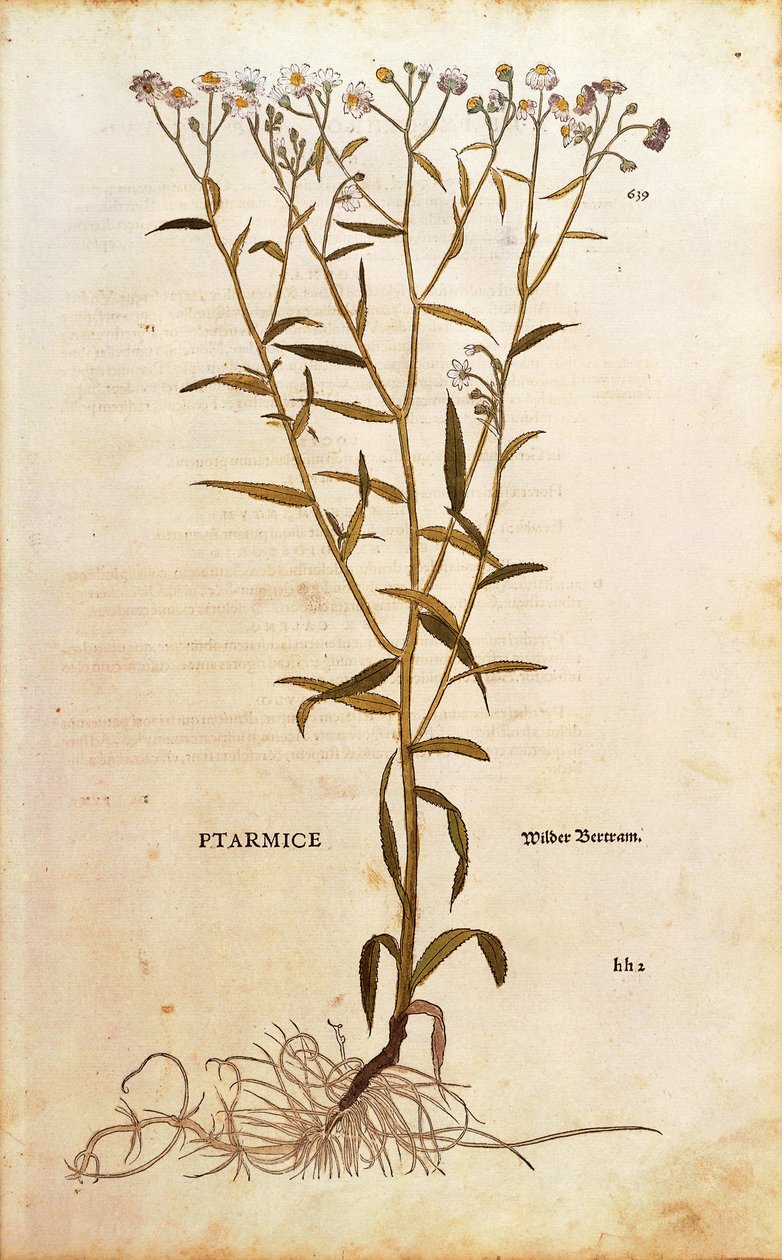 Sneezewort - Achillea ptarmica (Ptarmice) Leonhart Fuchstól a De historia stirpium commentarii insignes (Nevezetes megjegyzések a növények történetéhez) színes metszet alkotó: Leonhard Fuchs