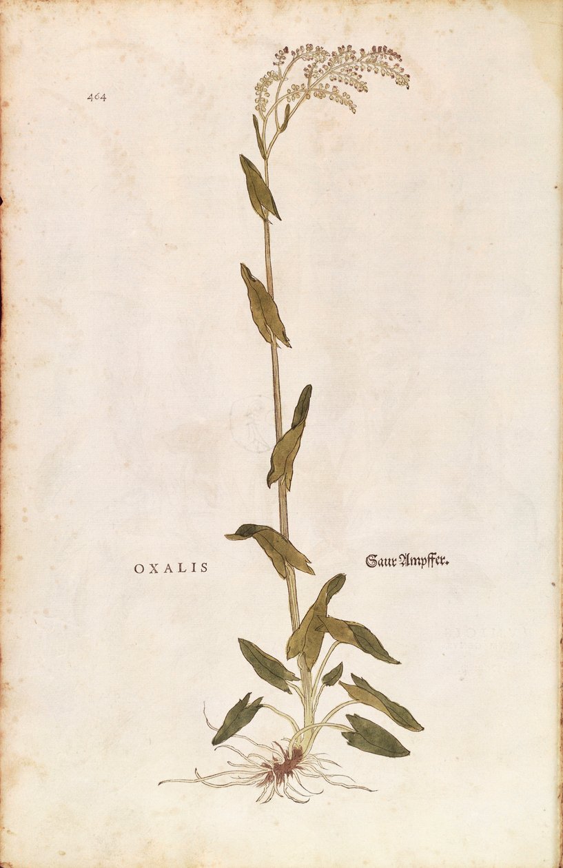 Sóska vagy spenót dokk - Rumex acetosa (Oxalis) Leonhart Fuchstól a De historia stirpium commentarii insignes (Nevezetes megjegyzések a növények történetéhez) színes metszet alkotó: Leonhard Fuchs