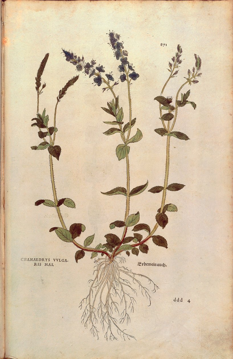 Speedwell - Veronica officinalis vagy Compact blue speedwell - Veronica allionii (Chamaedrys vulgaris mas) Leonhart Fuchstól a De historia stirpium commentarii insignes (Nevezetes megjegyzések a növények történetéhez) színes metszet alkotó: Leonhard Fuchs