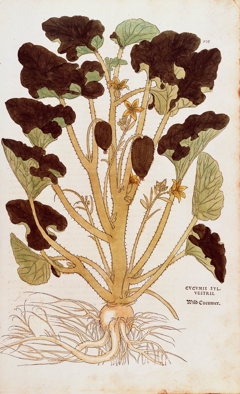 Spriccelő uborka – Leonhart Fuchs Ecbalium elaterium (Cucumis sylvestris) a De historia stirpium commentarii insignes-ból (Nevezetes megjegyzések a növények történetéhez) színes metszet alkotó: Leonhard Fuchs