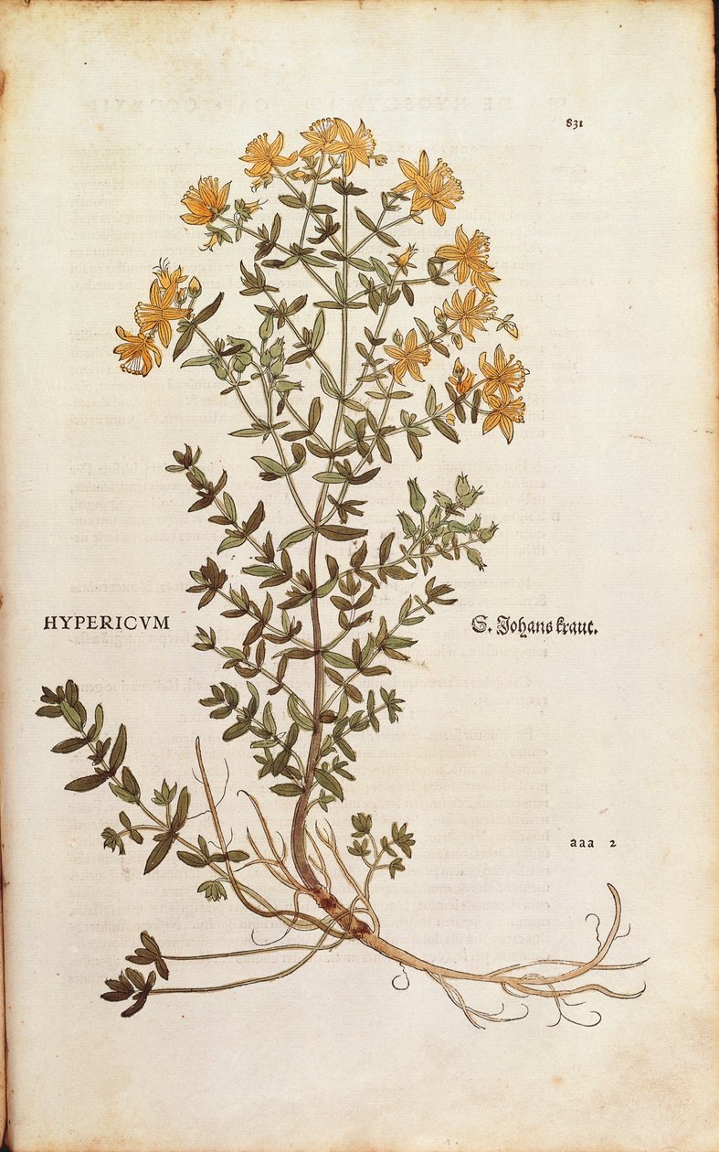 Leonhart Fuchs orbáncfű (Hypericum perforatum) a De historia stirpium commentarii insignes-ból (Nevezetes megjegyzések a növények történetéhez) színes metszet alkotó: Leonhard Fuchs
