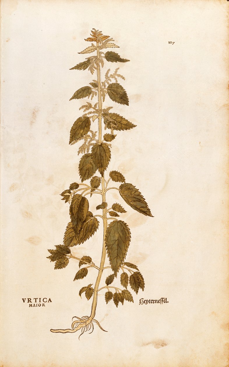 Csalán - Urtica dioica (Urtica maior), Leonhart Fuchs a De historia stirpium commentarii insignes-ból (Nevezetes megjegyzések a növények történetéhez), színes metszet alkotó: Leonhard Fuchs