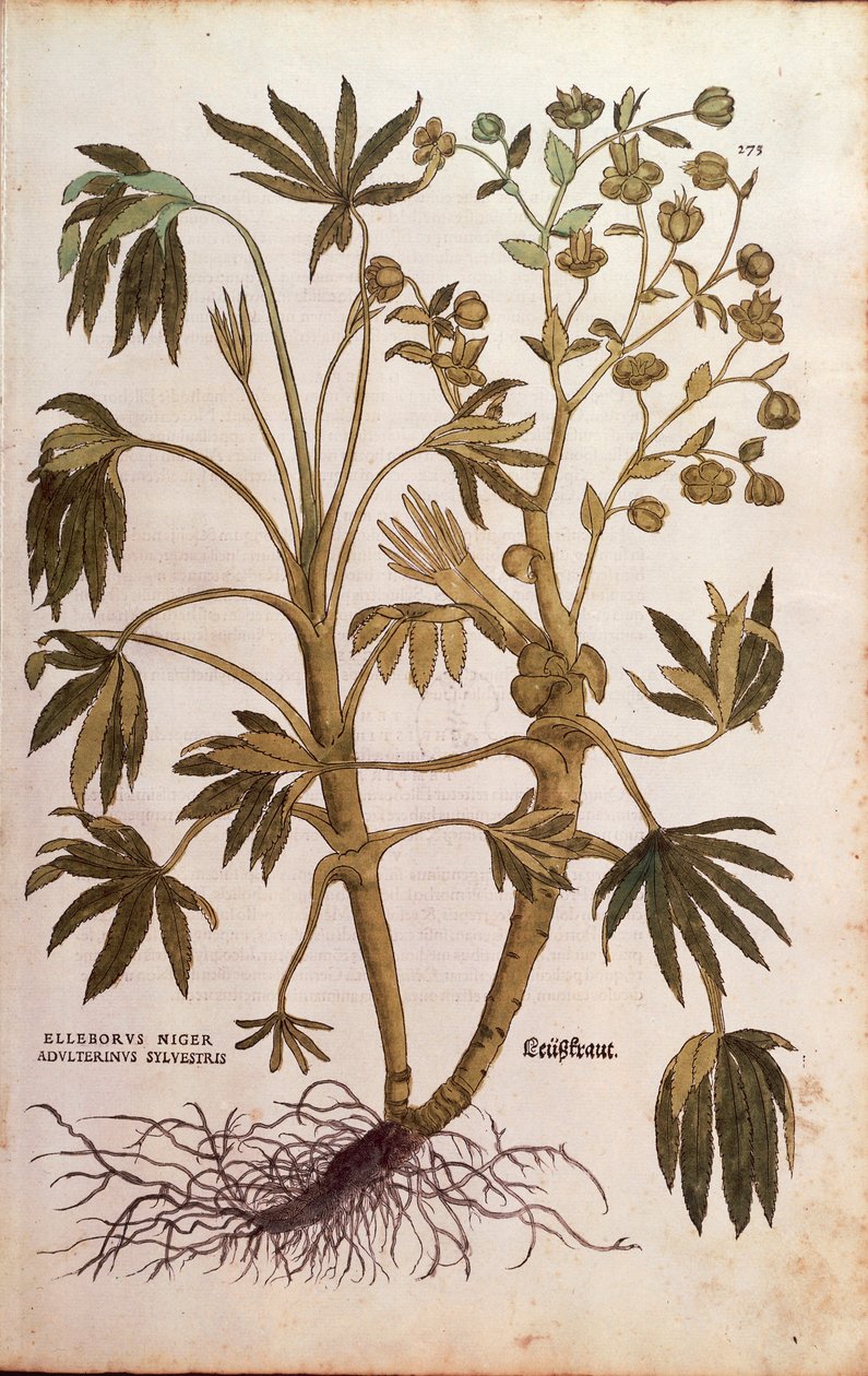 Büdös hunyor vagy trágyafű - Helleborus foetidus (Helleborus niger adulterinus sylvestris) Leonhart Fuchstól a De historia stirpium commentarii insignes-ból (Nevezetes megjegyzések a növények történetéhez), színes metszet alkotó: Leonhard Fuchs