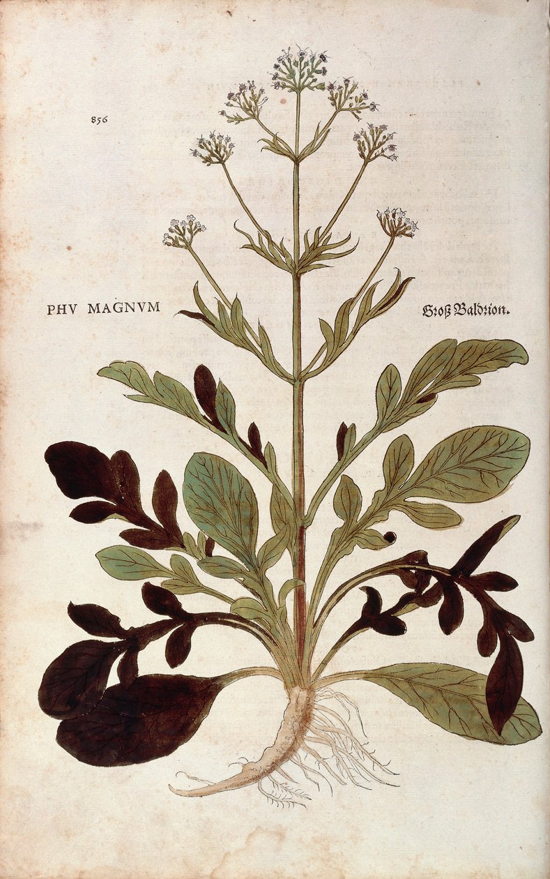 Valerian - Valeriana officinalis (Phu magnum) Leonhart Fuchstól a De historia stirpium commentarii insignes (Nevezetes megjegyzések a növények történetéhez) színes metszet alkotó: Leonhard Fuchs