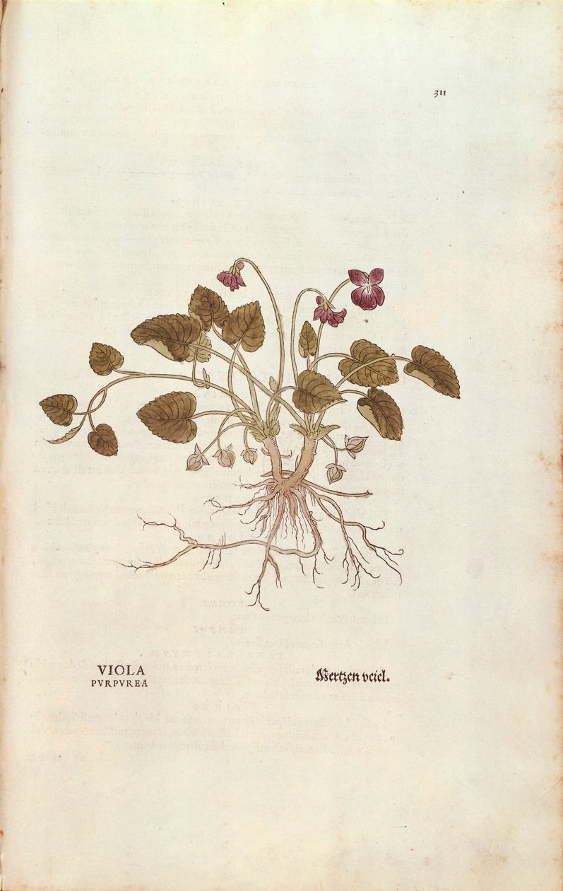 Ibolya (Viola odorata) Leonhart Fuchstól a De historia stirpium commentarii insignes-ból (Nevezetes megjegyzések a növények történetéhez), színes metszet alkotó: Leonhard Fuchs