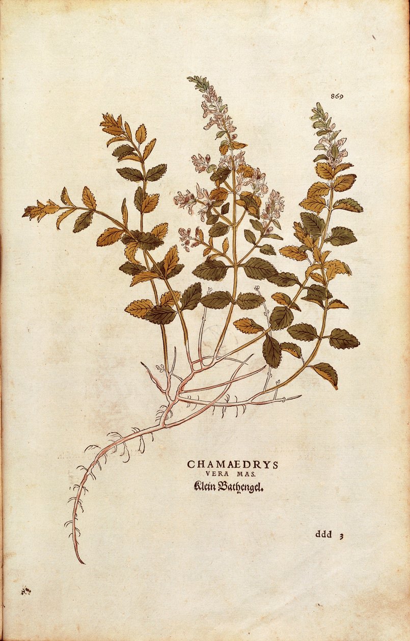 Wall Germander - Teucrium chamaedrys (Chamaedrys vera mas) Leonhart Fuchstól a De historia stirpium commentarii insignes (Nevezetes megjegyzések a növények történetéhez) színes metszet alkotó: Leonhard Fuchs