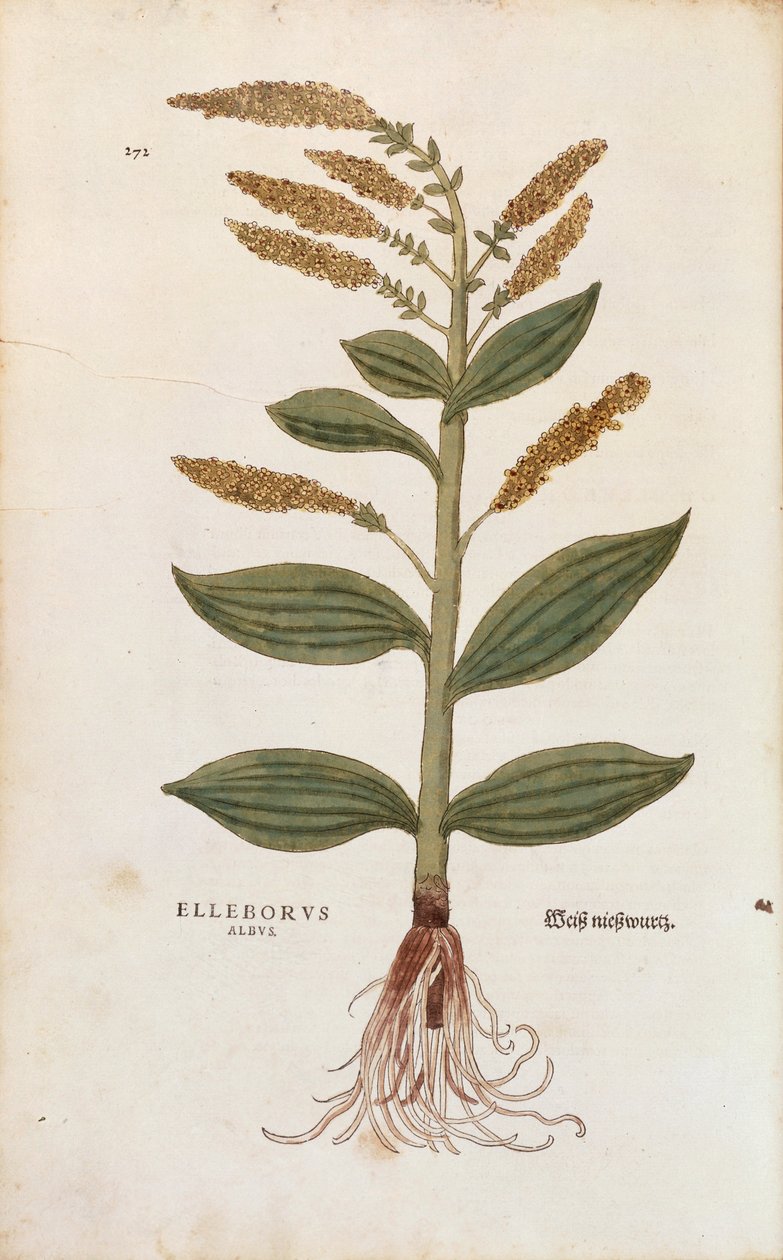 White Hellebore - Veratrum album (Elleborus albus) Leonhart Fuchstól a De historia stirpium commentarii insignes-ból (Nevezetes megjegyzések a növények történetéhez), színes metszet alkotó: Leonhard Fuchs