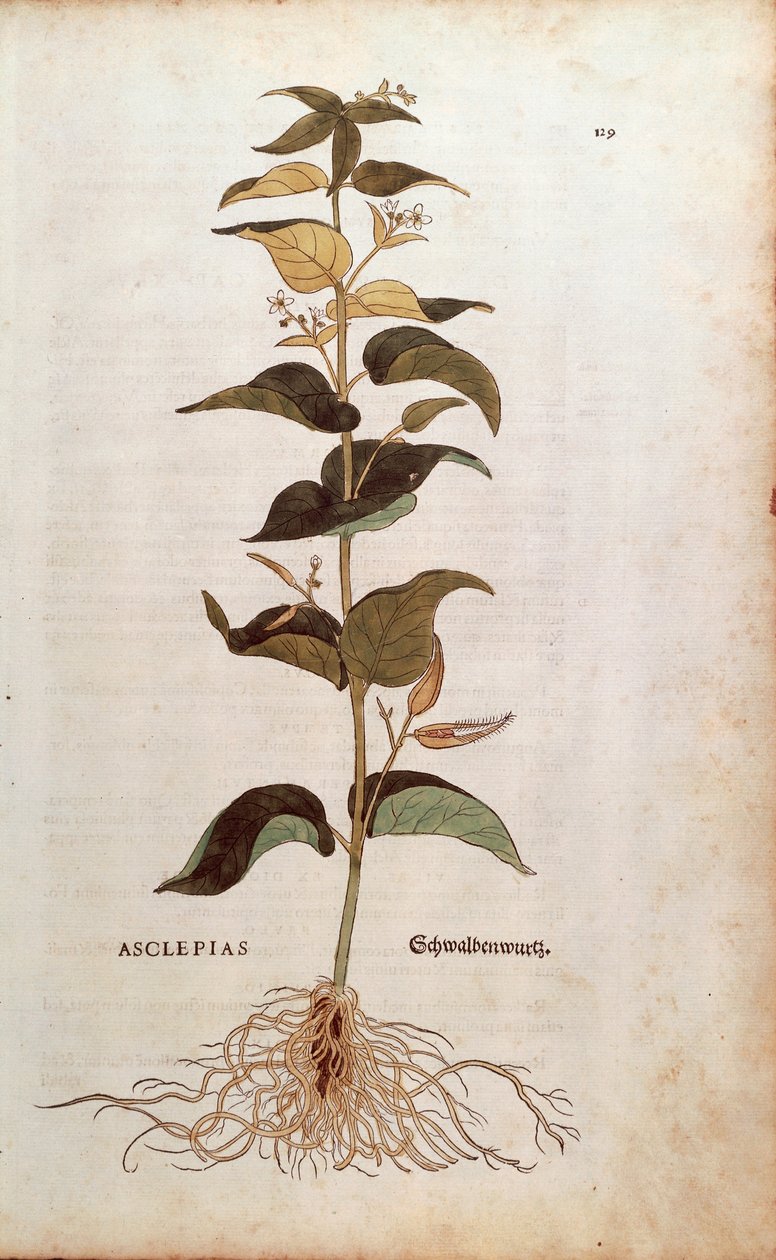 Fehér fecskefű - Cynanchum vincetoxicum (Asclepias) Leonhart Fuchstól a De historia stirpium commentarii insignes (Nevezetes megjegyzések a növények történetéhez) színes metszet alkotó: Leonhard Fuchs