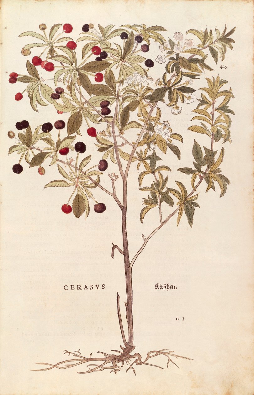 Vadcseresznye - Prunus avium (Cerasus) Leonhart Fuchstól a De historia stirpium commentarii insignes (Nevezetes megjegyzések a növények történetéhez) színes metszet alkotó: Leonhard Fuchs