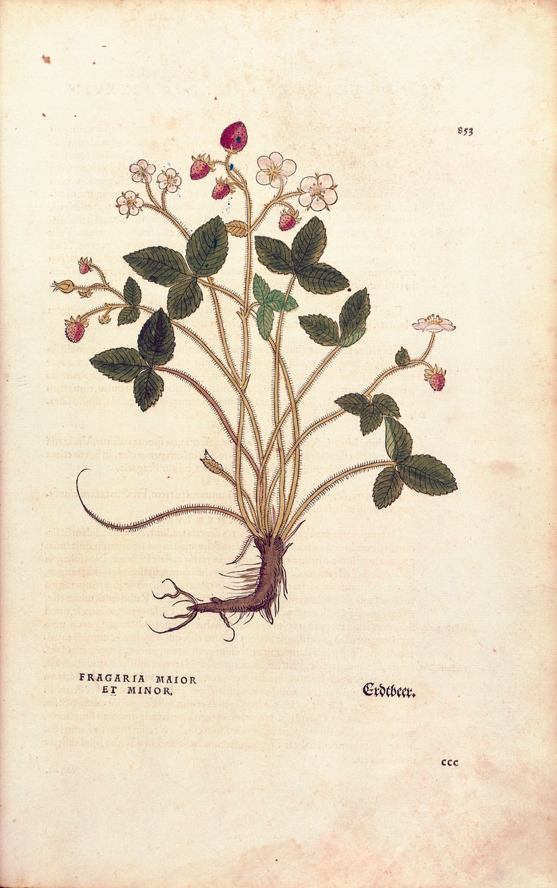 Erdei eper - Fragaria vesca (Fragaria maior et minor), Leonhart Fuchs a De historia stirpium commentarii insignes-ból (Nevezetes megjegyzések a növények történetéhez), színes metszet alkotó: Leonhard Fuchs