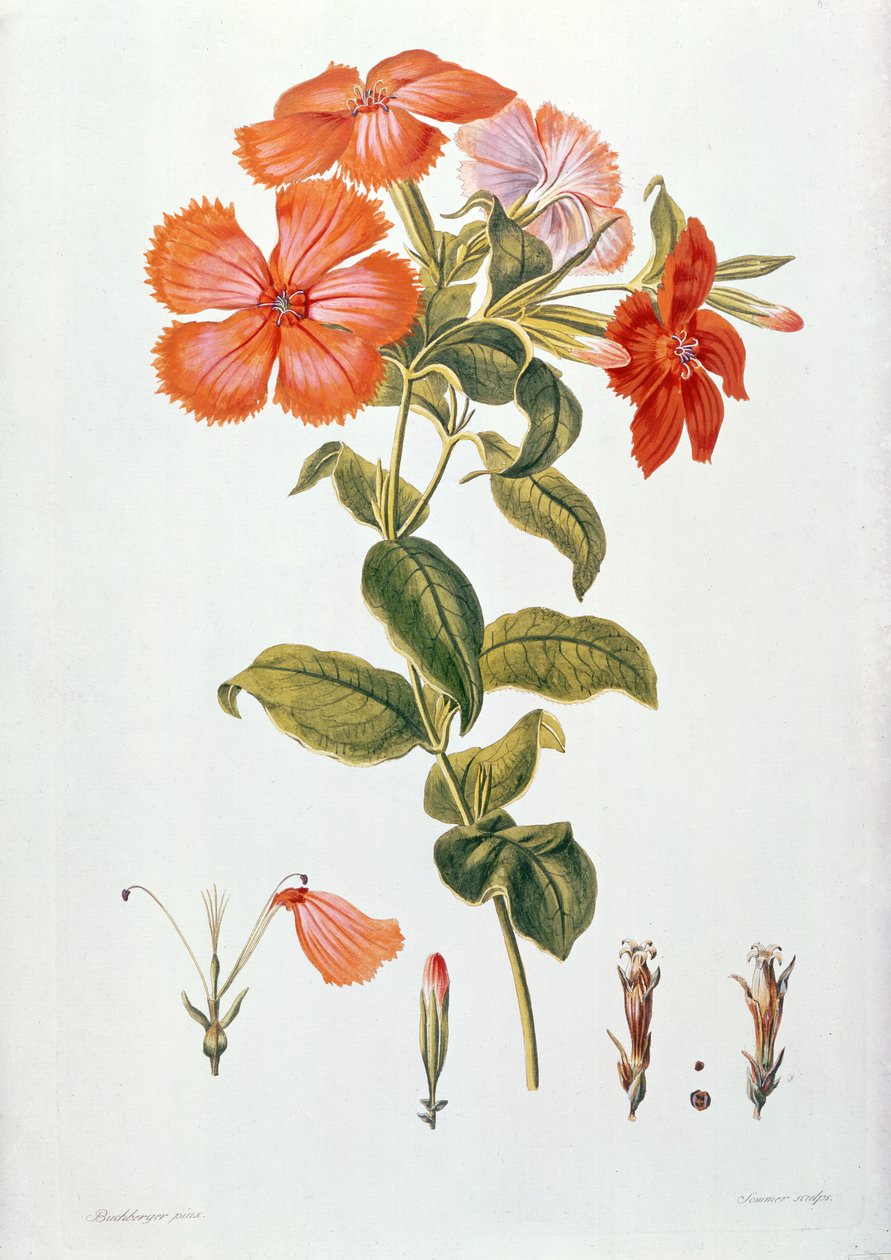 Lychnis coronaria, a Thesaurus Botanicusból, 1819 alkotó: Leopold Trattinick