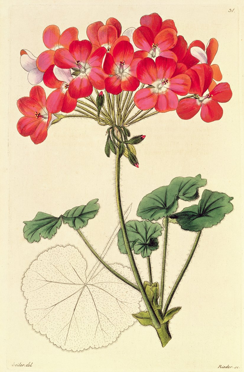 Pelargonium a 