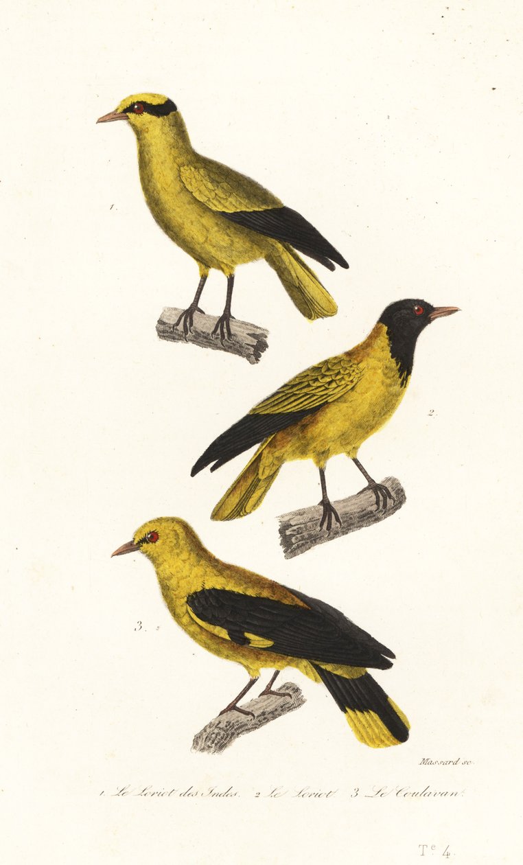 Oriole fajok. alkotó: Leopold Massard