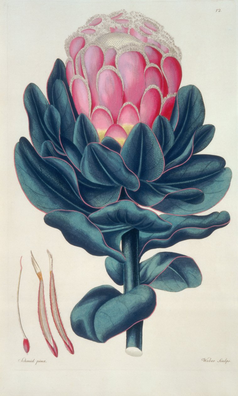 Protea speciosa, Perigonia pistillum (pl.12) a Thesaurus Botanicusból alkotó: Leopold Trattinick