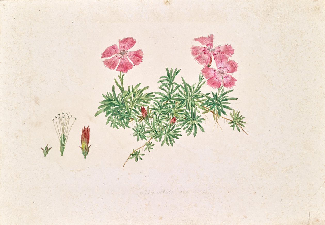 Alpesi szegfű (Dianthus alpinus) alkotó: Leopold von Stoll