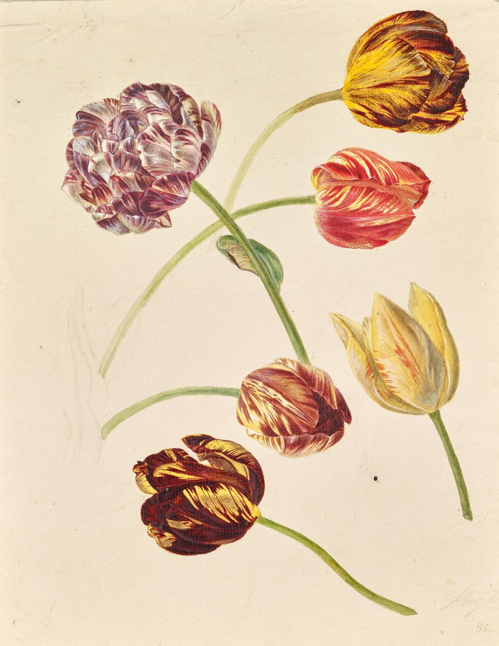 Tulipánok alkotó: Leopold von Stoll