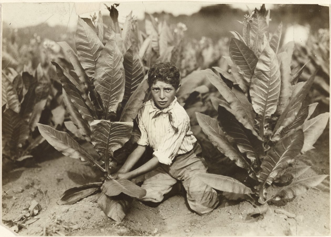 Tízéves szedő a Gildersleeve dohányfarmon alkotó: Lewis W. Hine