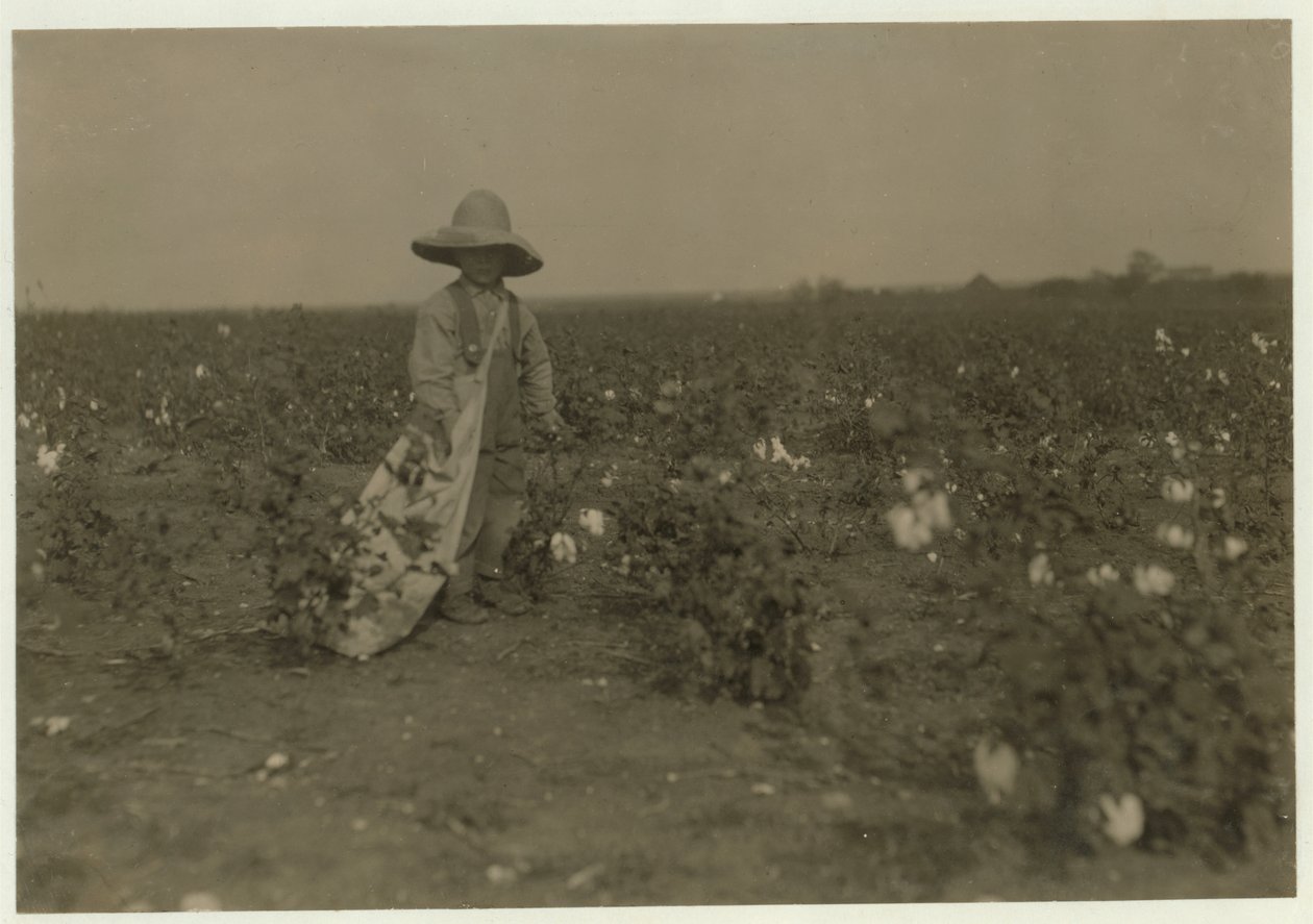 Az 5 éves Willie Hesse napi 15 kiló gyapotot szed fel szülei 80 hektáros farmján, a texasi West közelében, 1913-ban. alkotó: Lewis Wickes Hine