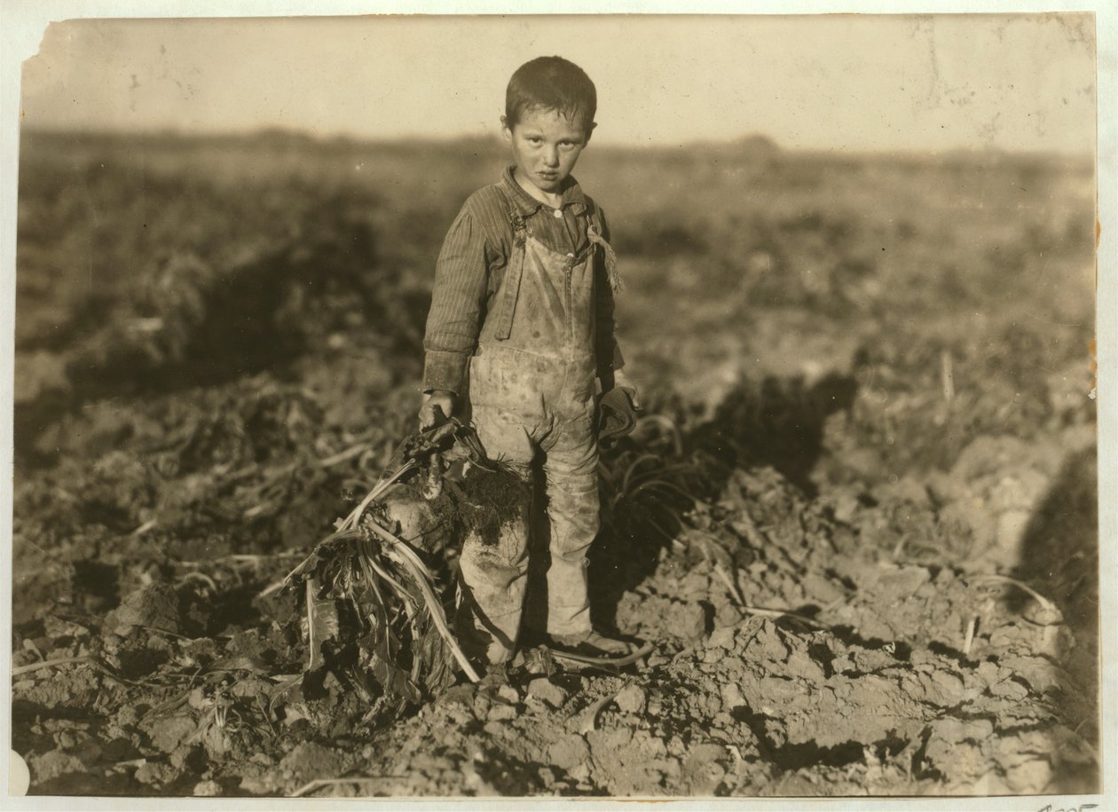 6 éves Jo cukorrépát húz egy farmon Sterling közelében, Colorado államban, 1915 alkotó: Lewis Wickes Hine