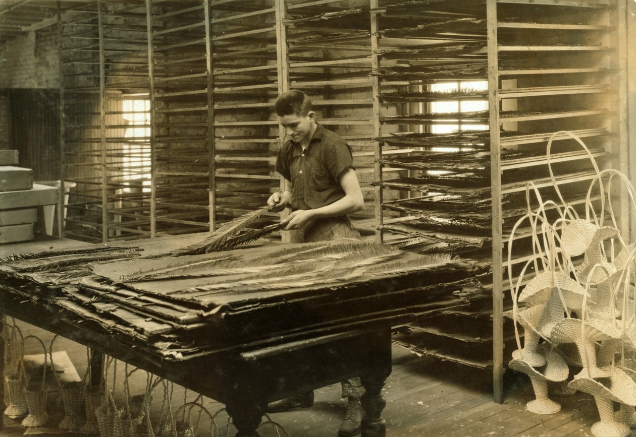 Egy 15 éves fiú cikász leveleket válogat a Boston Floral Supply Company-nál alkotó: Lewis Wickes Hine