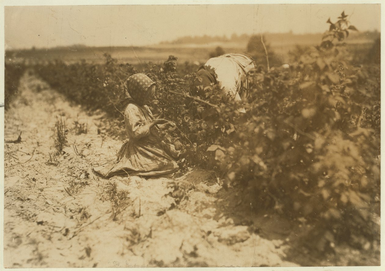 Egy hatéves lengyel kislány egész nap bogyókat szed a családjával (Scholtz) a Baltimore melletti Rock Creeknél, Maryland, 1909. alkotó: Lewis Wickes Hine