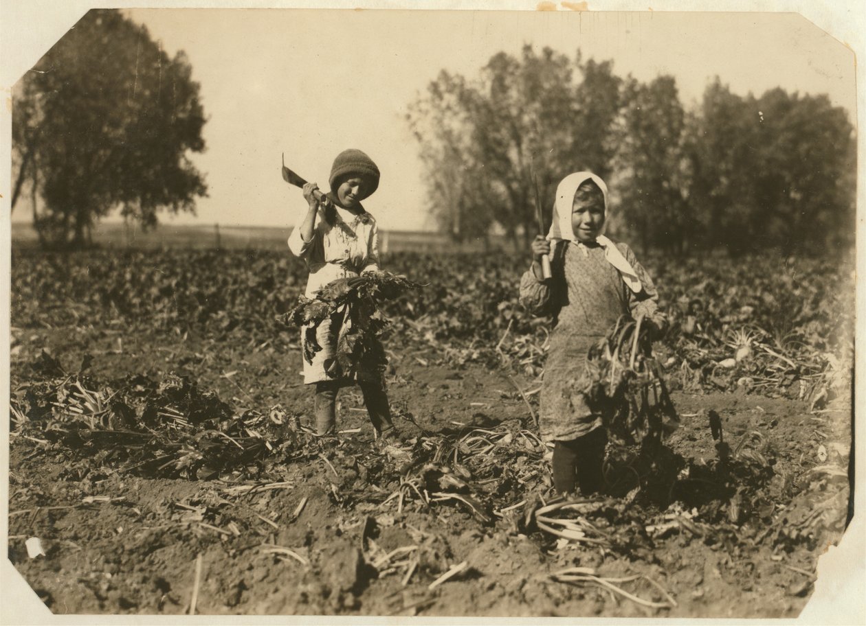 Amelia és Mary Luft, 9 és 12 évesek, cukorrépát vágnak a Colorado állambeli Sterling melletti farmon, 1915 alkotó: Lewis Wickes Hine