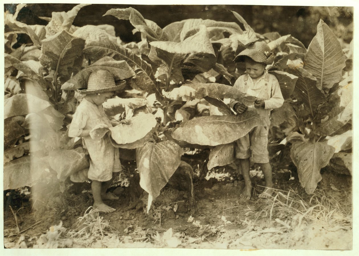 Amos 6 és Horace 4 féreg és szopós dohányt ültet egész nap apjuknak, John Nealnek Warren megyében, Albaton, Kentucky, 1916 alkotó: Lewis Wickes Hine
