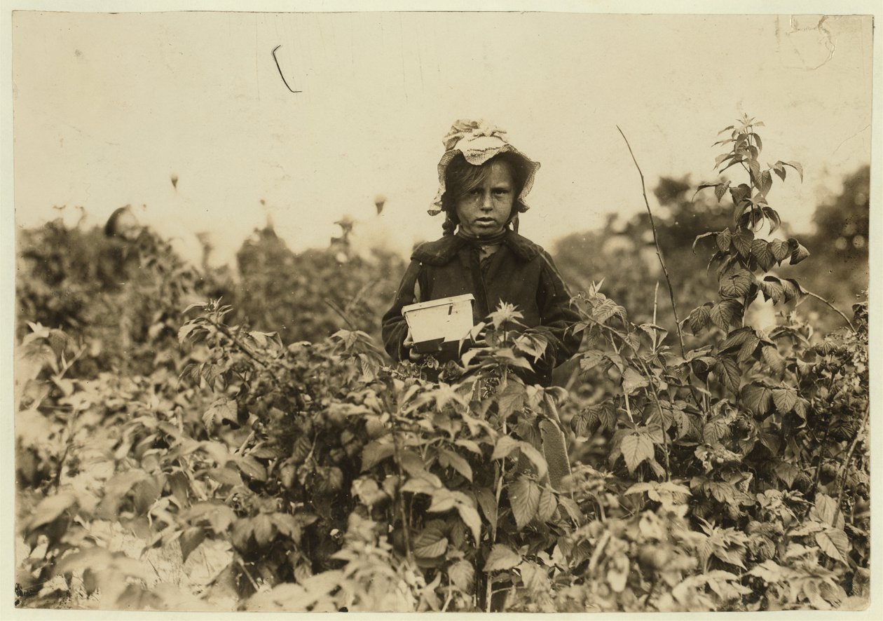 Annie Bissie bogyókat szed a Baltimore melletti földeken, Maryland államban, 1909 alkotó: Lewis Wickes Hine