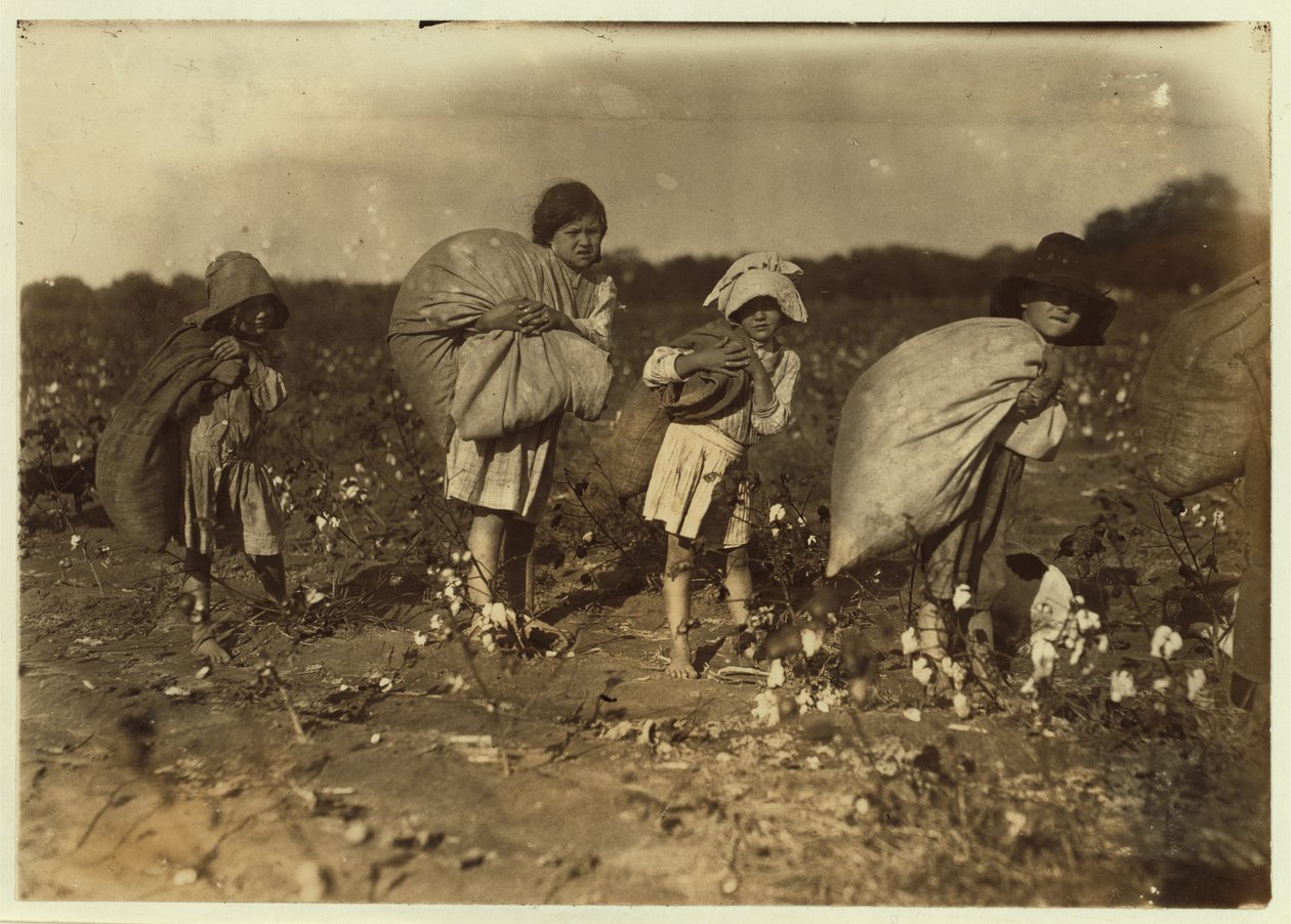Edith 5 és Hughie 6 egész nap gyapotot szed, Alton 7 50 fontot, Ruth 9 pedig 75-öt szed, H.M. Lane farmja, Bells, Texas, 1913 alkotó: Lewis Wickes Hine