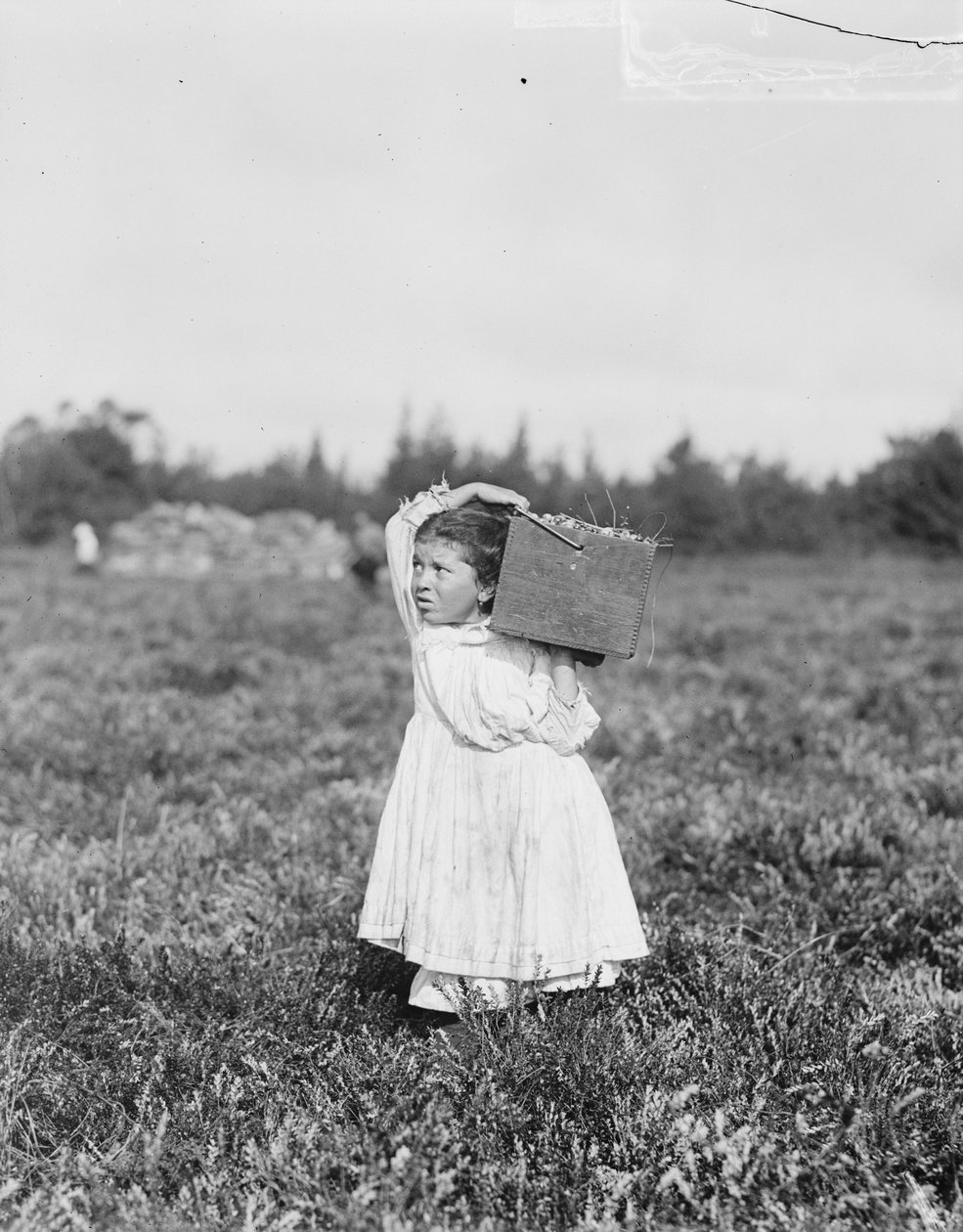 A nyolcéves Jennie Camillo Philadelphiából áfonyát szed a Theodore Budd
