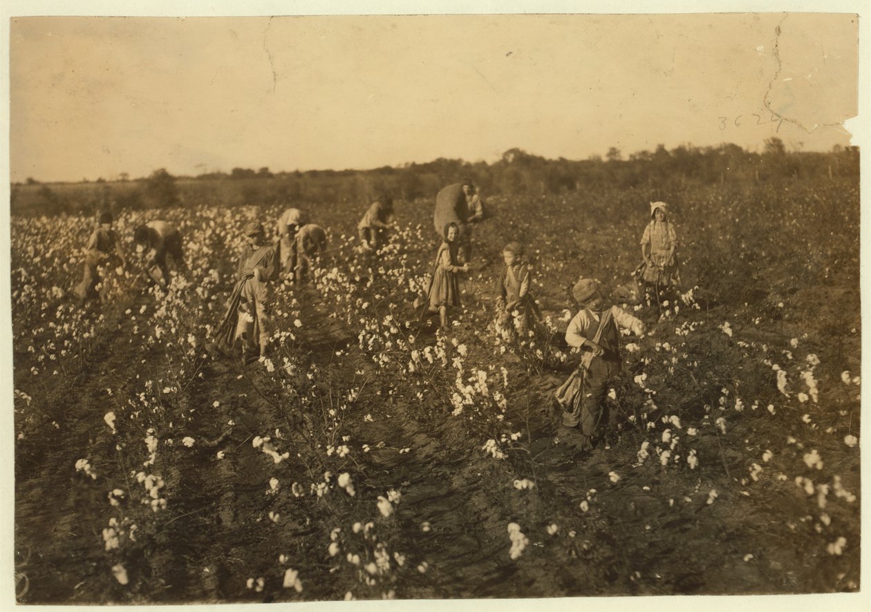 Család gyapotot szed a texasi McKinney közelében, 1913 alkotó: Lewis Wickes Hine