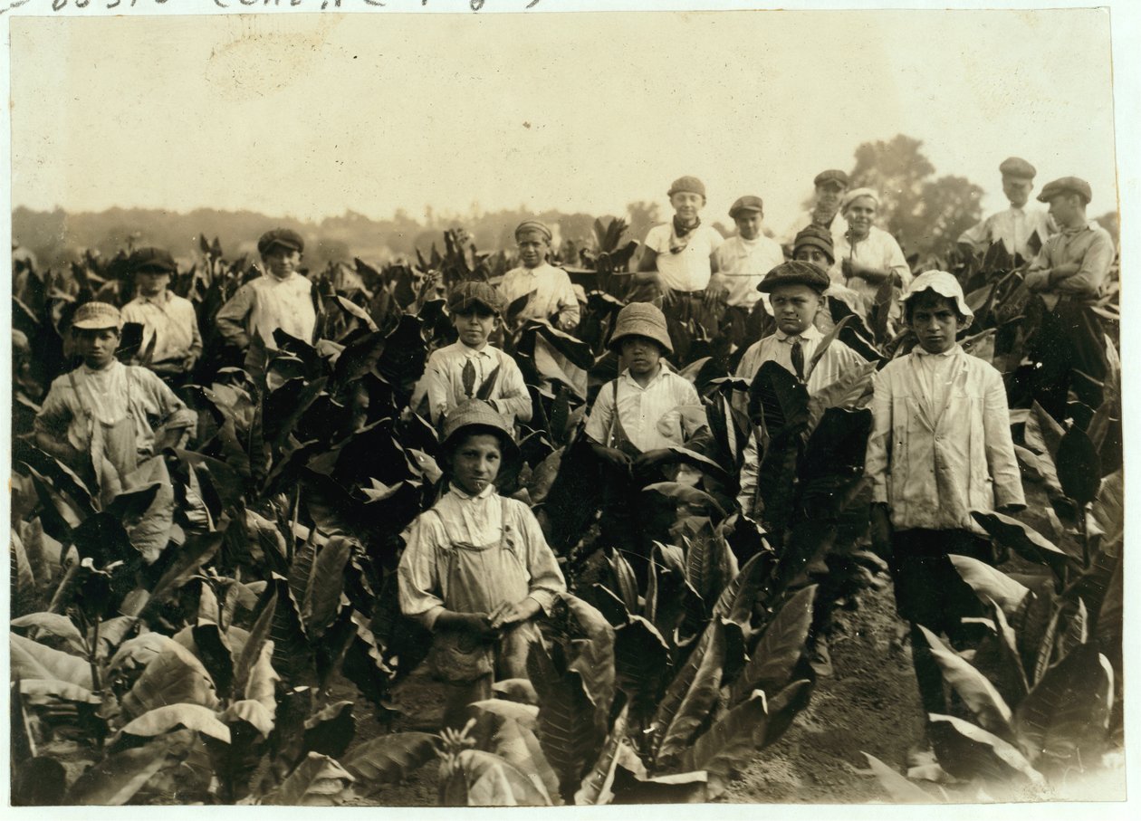 Goodrich Tobacco Farm, Gildersleeve közelében, Connecticutban, 1917 alkotó: Lewis Wickes Hine