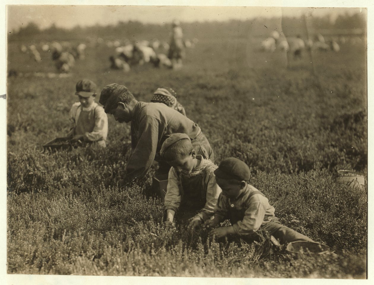Jo Arnao 3, áfonyát szed bátyjával 6 és húgával 9 a Whites Bogban, Browns Millsben, New Jerseyben, 1910 alkotó: Lewis Wickes Hine