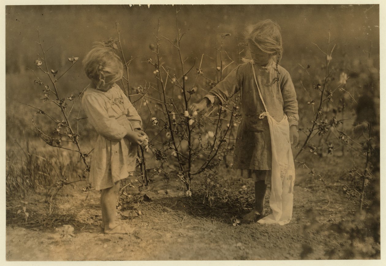 A 4 éves Millie napi 8 kiló gyapotot szed fel, Nellie pedig 5 éves, 30-at egy Houston melletti farmon, Texas államban, 1913. alkotó: Lewis Wickes Hine
