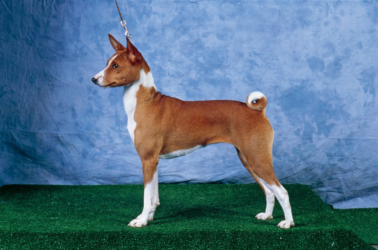 Basenji kutya (fotó) alkotó: Unbekannt Unbekannt